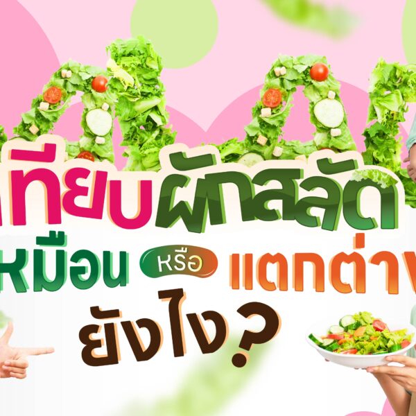 เทียบผักสลัด เหมือนหรือแตกต่างกันยังไง