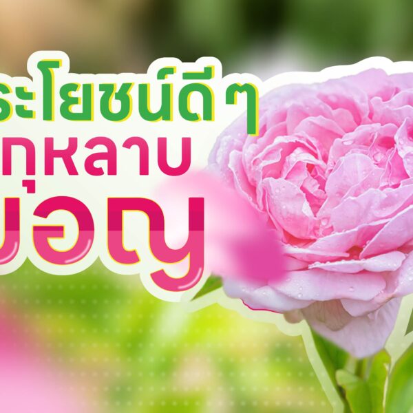 ประโยชน์ดี ๆ  จากกุหลาบมอญ