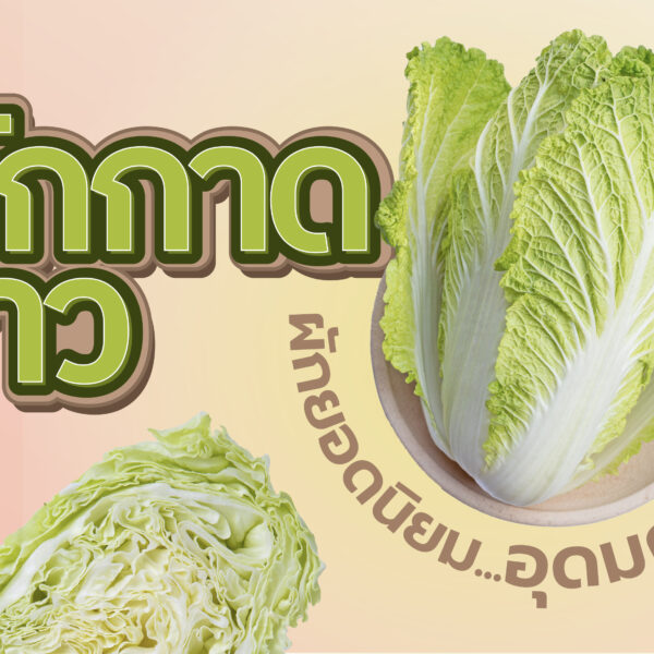 ผักกาดขาว ผักยอดนิยมอุดมคุณค่า